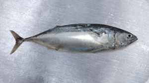 Botella   Bullet Tuna   Auxis thazard