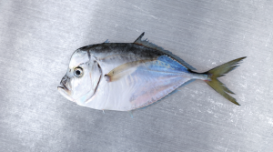 Carita   Pacific Moonfish   Selene peruviana