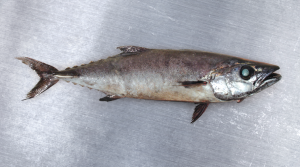 Escolar   Oilfish Lepidocybium flavobrunneum