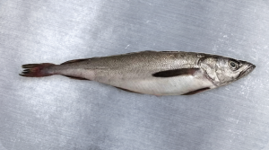 Merluza   South Pacific Hakefish  Merluccius gayi