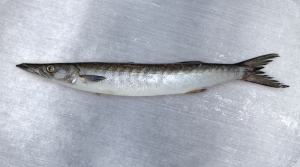 Picuda   Mexican Barracuda Sphyraena ensis